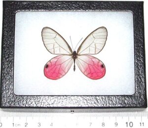 bicbugs cithaerias merolina real framed butterfly pink clear wing peru