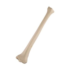 3b scientific 1019608 orthobones standard tibia bone model, left