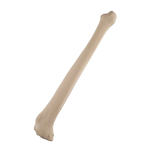 3B Scientific 1019608 Orthobones Standard Tibia Bone Model, Left