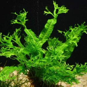 Java Fern Windelow - Easy Freshwater Live Aquarium Plant