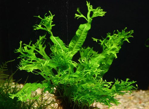 Java Fern Windelow - Easy Freshwater Live Aquarium Plant