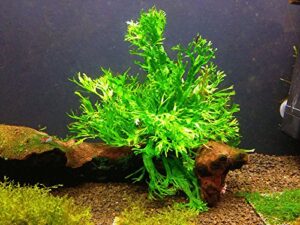 java fern windelow - easy freshwater live aquarium plant