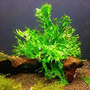 Java Fern Windelow - Easy Freshwater Live Aquarium Plant