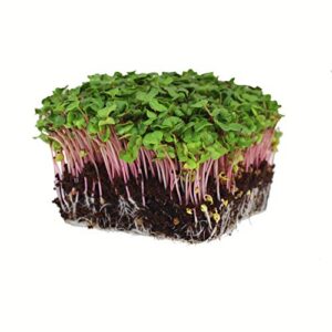 radish sprouting seed - red arrow variety - 1 lb seed pouch - heirloom radish sprouts - non-gmo sprouting and microgreens