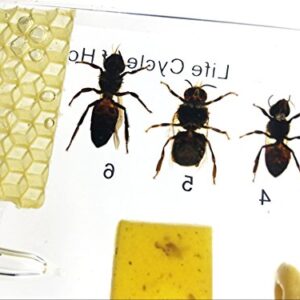 Lifecycle of a Honey Bee Science Classroom Specimens for Science Education