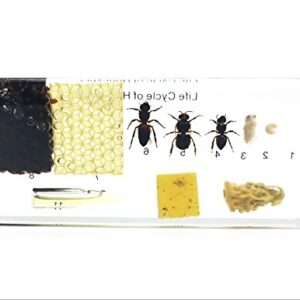 Lifecycle of a Honey Bee Science Classroom Specimens for Science Education