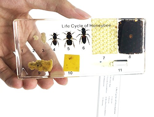 Lifecycle of a Honey Bee Science Classroom Specimens for Science Education