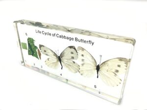 lifecycle of a cabbage butterfly paperweight science classroom specimens for science education