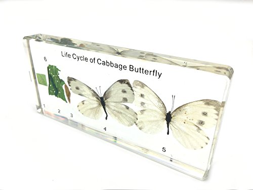 Lifecycle of a Cabbage Butterfly Paperweight Science Classroom Specimens for Science Education