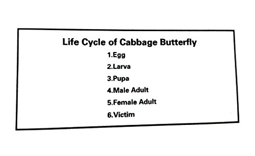 Lifecycle of a Cabbage Butterfly Paperweight Science Classroom Specimens for Science Education