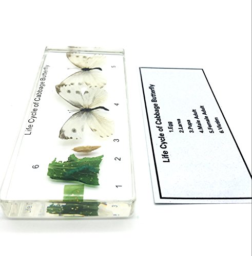 Lifecycle of a Cabbage Butterfly Paperweight Science Classroom Specimens for Science Education