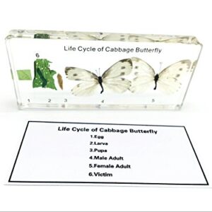 Lifecycle of a Cabbage Butterfly Paperweight Science Classroom Specimens for Science Education