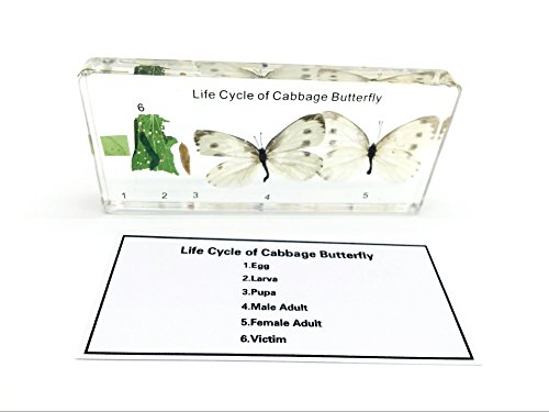 Lifecycle of a Cabbage Butterfly Paperweight Science Classroom Specimens for Science Education