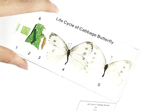 Lifecycle of a Cabbage Butterfly Paperweight Science Classroom Specimens for Science Education