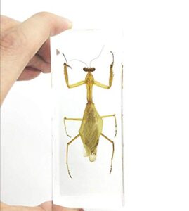 praying mantis(mantis)(rearhorse) paperweight specimen science education specimens(4.4x1.6x1.1")