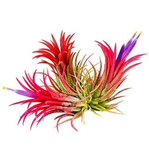 small air plants - 3 ionantha fuego - 1 to 2 inch air plant - color & form varies by season - 30 day guarantee on tillandsia from the drunken gnome (3, one size 1-2")