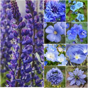 seed needs, large 2.1 ounce package of 30,000+ dazzling blue wildflower seeds for planting (99% pure live seed butterfly attracting wildflower mixture - no filler) - bulk