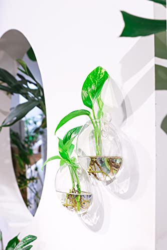 Ivolador Wall Mounted Plant Terrariums Oblate Hanging Glass Propagation Station Container for Propagating Hydroponic Plants Home Garden Wedding Décor