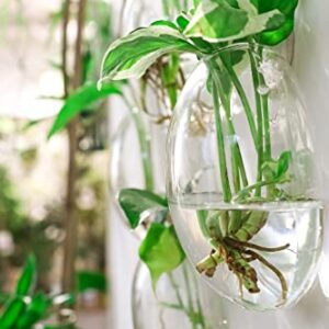 Ivolador Wall Mounted Plant Terrariums Oblate Hanging Glass Propagation Station Container for Propagating Hydroponic Plants Home Garden Wedding Décor