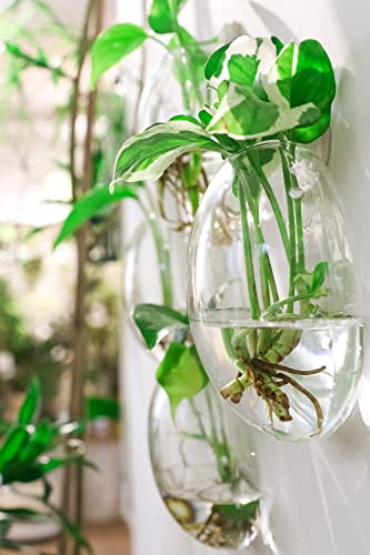 Ivolador Wall Mounted Plant Terrariums Oblate Hanging Glass Propagation Station Container for Propagating Hydroponic Plants Home Garden Wedding Décor