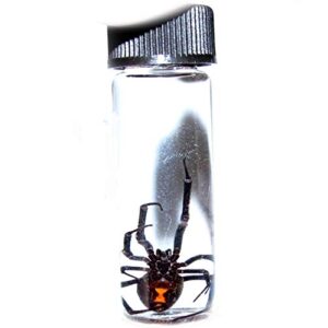 bicbugs wet specimen real black widow spider latrodectus mactans preserved in vial