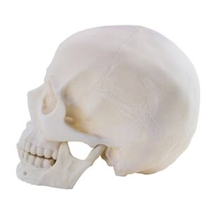 life size 1:1 replica realistic human skull head bone model, made with resin