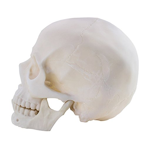 Life Size 1:1 Replica Realistic Human Skull Head Bone Model, Made with Resin