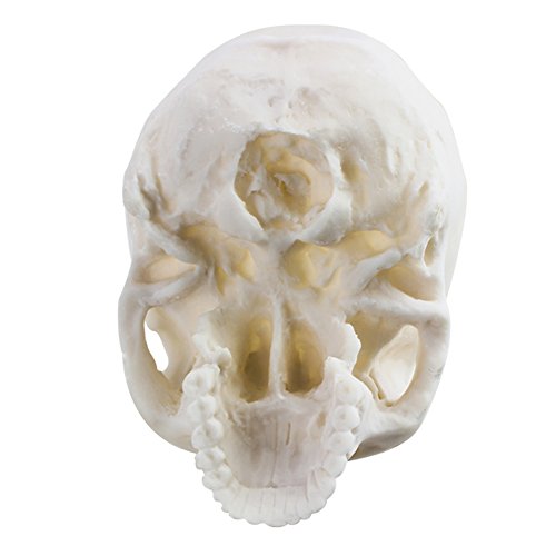 Life Size 1:1 Replica Realistic Human Skull Head Bone Model, Made with Resin