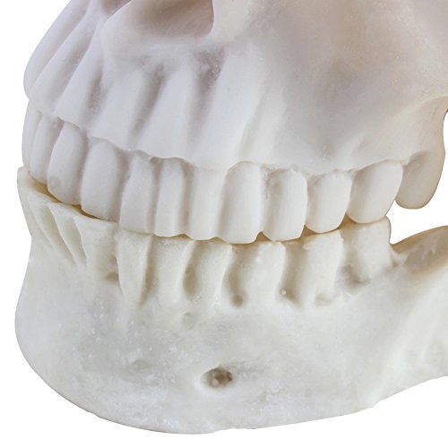 Life Size 1:1 Replica Realistic Human Skull Head Bone Model, Made with Resin