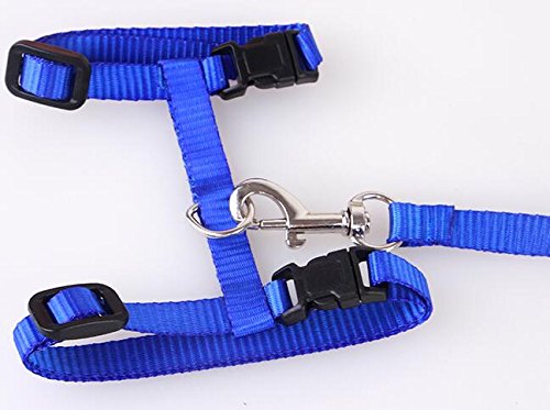 Gozier Pet Lead Leash Halter Harness Adjustable Safety Nylon Rope Strap Belt for Dog Cat Kitten (Blue)
