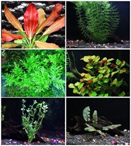 california bundle - 25+ stems / 6 species live aquarium plants package