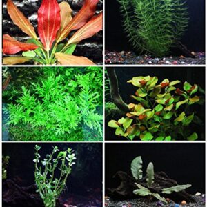 California Bundle - 25+ Stems / 6 Species Live Aquarium Plants Package