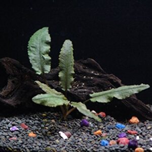 California Bundle - 25+ Stems / 6 Species Live Aquarium Plants Package