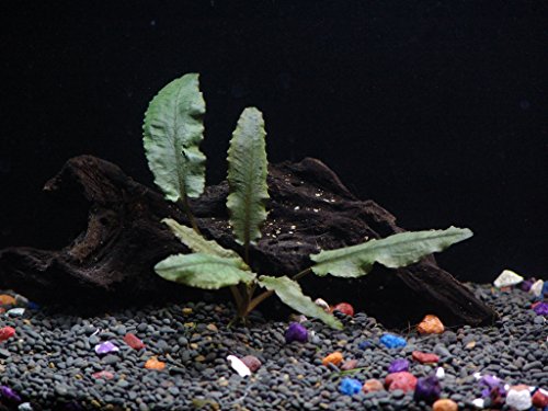 California Bundle - 25+ Stems / 6 Species Live Aquarium Plants Package