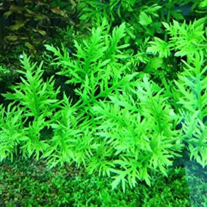 California Bundle - 25+ Stems / 6 Species Live Aquarium Plants Package