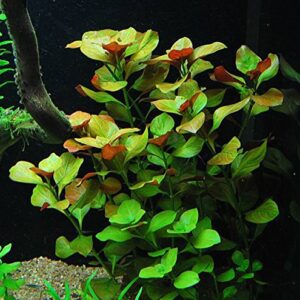 California Bundle - 25+ Stems / 6 Species Live Aquarium Plants Package