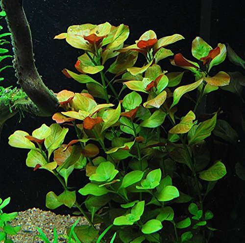 California Bundle - 25+ Stems / 6 Species Live Aquarium Plants Package