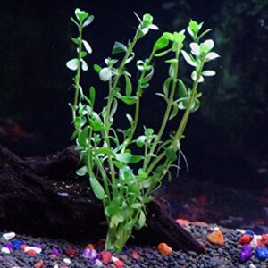 California Bundle - 25+ Stems / 6 Species Live Aquarium Plants Package