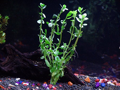 California Bundle - 25+ Stems / 6 Species Live Aquarium Plants Package