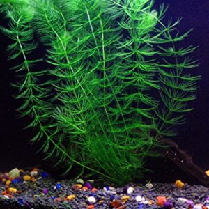 California Bundle - 25+ Stems / 6 Species Live Aquarium Plants Package