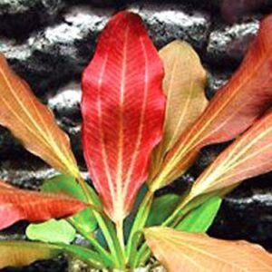 California Bundle - 25+ Stems / 6 Species Live Aquarium Plants Package