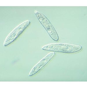 paramecium caudatum, living