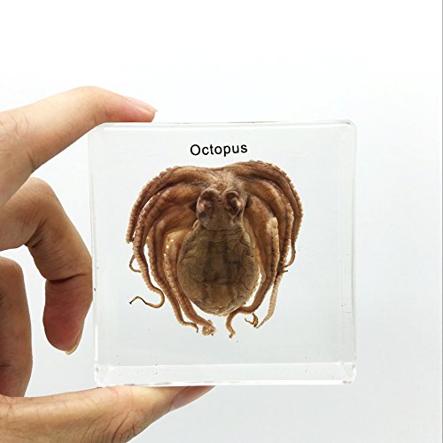 Octopus Specimen