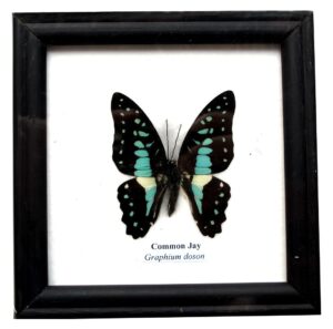 insectfarm framed real beautiful common jay butterfly specimen collection display insect taxidermy