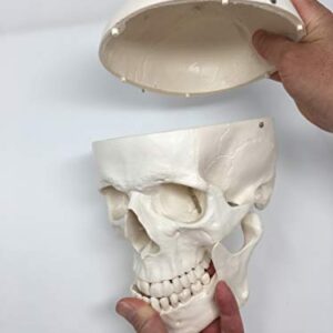 Medical Anatomical Skull Model - 3 Parts - Life Sized Human Mold