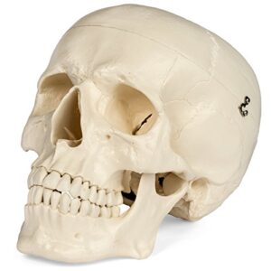 medical anatomical skull model - 3 parts - life sized human mold