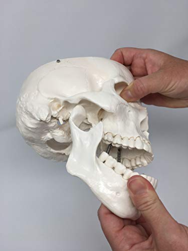 Medical Anatomical Skull Model - 3 Parts - Life Sized Human Mold