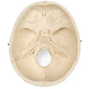 Medical Anatomical Skull Model - 3 Parts - Life Sized Human Mold