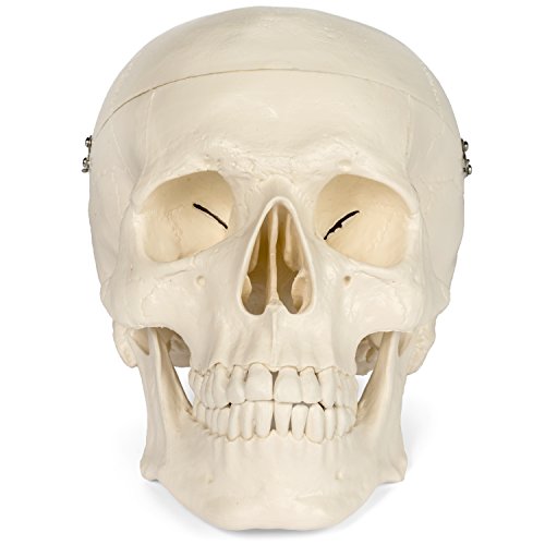 Medical Anatomical Skull Model - 3 Parts - Life Sized Human Mold