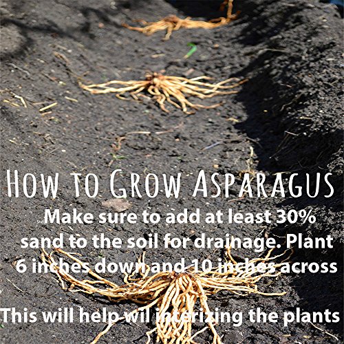 Purple Pacific 10 Live Asparagus Bare Root Plants -2yr-Crowns from Hand Picked Nursery